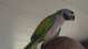 Mustached / Moustached Parakeet