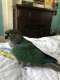 Conure
