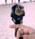 Conure