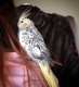 Cockatiel