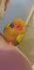 Conure