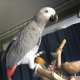 African Grey