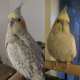 Cockatiel