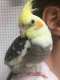 Cockatiel