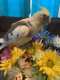 Cockatiel
