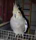 Cockatiel