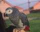 African Grey
