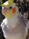 Cockatiel