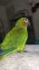 Conure