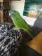 Conure