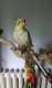 Cockatiel