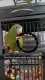 White-Winged / Canary-Winged Parakeet