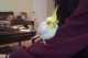 Cockatiel