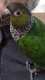 Conure