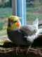 Cockatiel