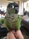 Conure