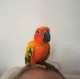 Conure