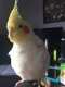 Cockatiel