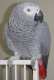 African Grey