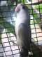 Lovebird