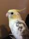 Cockatiel