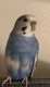 Budgerigar