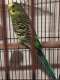 Parakeet
