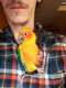 Conure