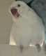 Indian Ringneck Parakeet