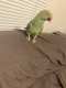 Indian Ringneck Parakeet