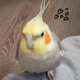 Cockatiel
