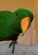Eclectus