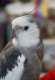 Cockatiel