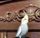 Cockatiel