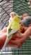 Budgerigar