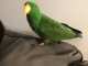 Eclectus
