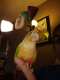 Conure