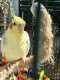 Cockatiel