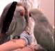 Indian Ringneck Parakeet