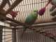 Parakeet