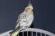 Cockatiel