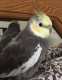Cockatiel