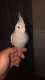 Cockatiel