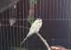 Parakeet