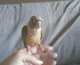Conure