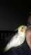 Cockatiel