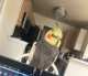 Cockatiel