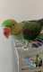 Alexandrine
