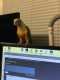 Conure