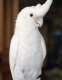 Cockatoo